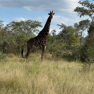 Giraffe Waterberg South Africa