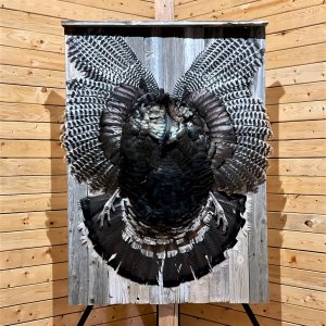 Goulds Turkey Mount Taxidermy