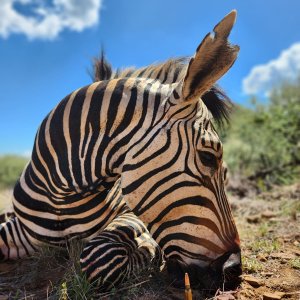 Zebra Hunting