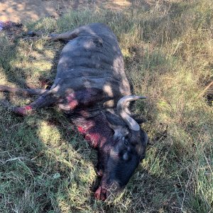 Blue Wildebeest Hunt South Africa