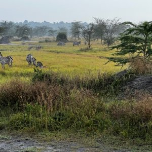 Zebra Uganda