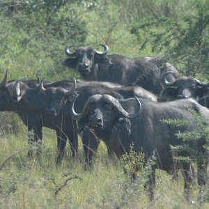 Buffalo Uganda