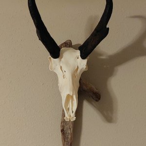 Pronghorn Skull Mount Taxidermy