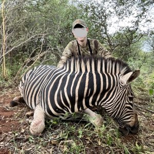 Zebra Hunt South Africa