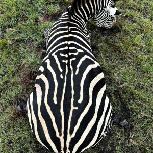 Zebra Impala Hunt Uganda