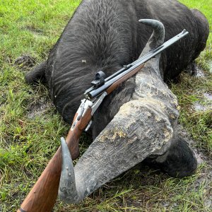 Buffalo Hunt Uganda