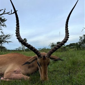 Impala Hunt Uganda
