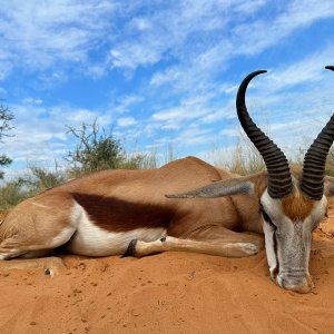 Springbok Hunt South Africa