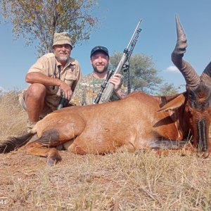 Red Hartebeest Hunting Limpopo South Africa