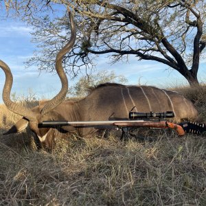 Kudu Hunt Eastern Cape South Africa