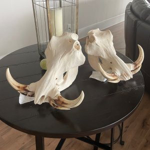 Warthog Skulls