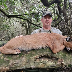 Caracal Hunt Eastern Cape South Affrica