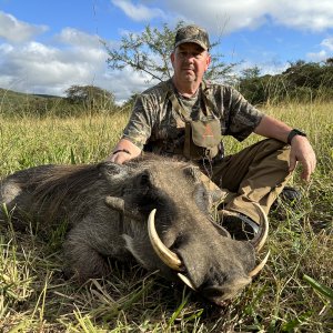 Warthog Hunt Eastern Cape South Affrica