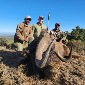 Black Wildebeest Hunt South Africa