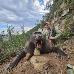 Baboon Hunt South Africa