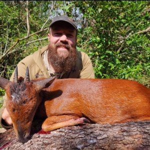 3 Inch Red Duiker Hunt South Africa
