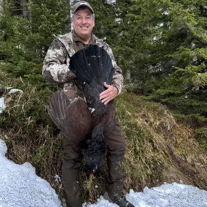 Austrian Capercaillie (Auerhahn)