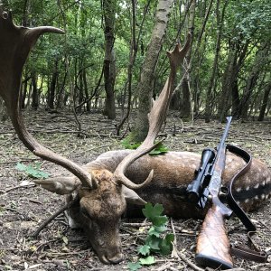 Fallow Deer Hunt Romania