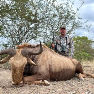 Golden Wildebeest Hunt South Africa