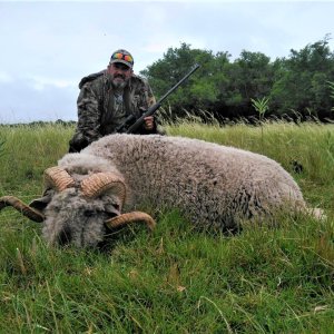 Feral Sheep Ram Hunt Argentina