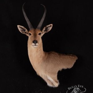 Common Reedbuck