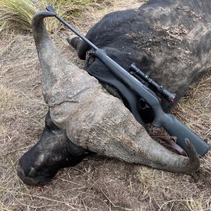 Buffalo Hunt South Africa