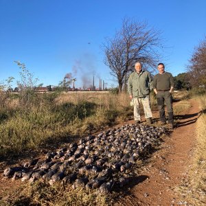 Doves and Pigeons Hunt South Africa