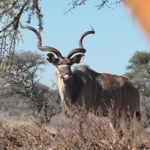 Kudu South Africa