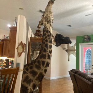 Giraffe Shoulder Mount Taxidermy