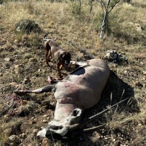 Gemsbok Hunt Namibia