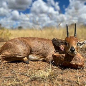 Steenbuck With Zana Botes Safari