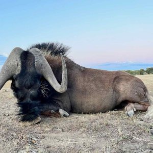 Black Wildebeest with Zana Botes Safari