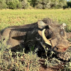 Warthog with Zana Botes Safari