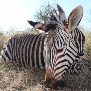 Hartmann Zebra with Zana Botes Safari