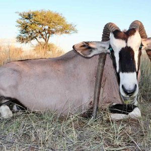 Unique Oryx with Zana Botes Safari