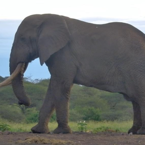 Elephant Bull South Africa
