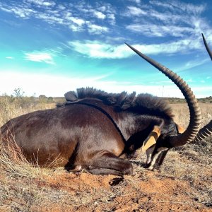 Sable Bow Hunt Free State Province South Africa