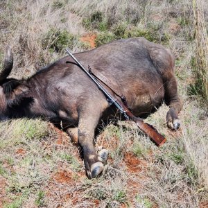 Buffalo Hunting