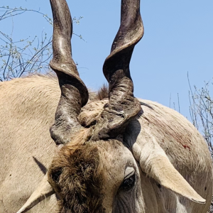 Eland Bull Hunt Botswana