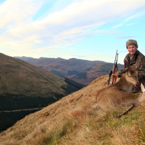 Sika Deer Hunt Scotland