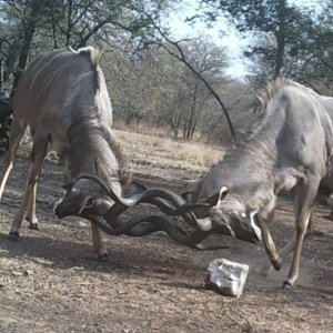 Kudu Fight South Africa