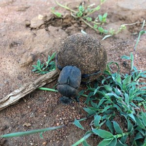 Dung Beetle South Africa
