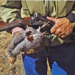 Bird Hunting Montana