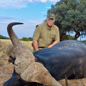 South Africa - Cape buffalo - Game Trackers Africa Rockwood Conservation