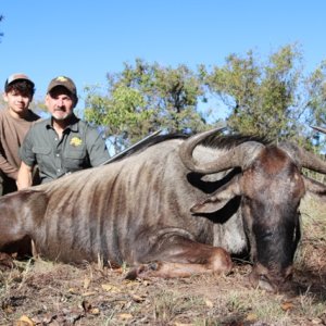 Blue Wildebeest Hunt South Africa