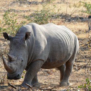 Rhino Namibia