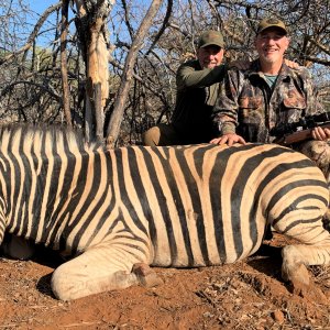 Burchell Zebra Hunt Namibia