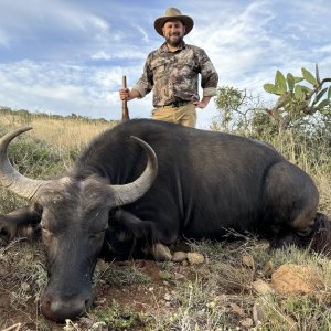 Buffalo Cow Hunting Eastern Cape South Africa
