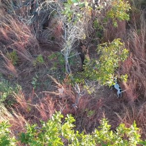 Leopard Over Hounds Mozambique Part 2