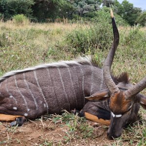 Nyala Hunt Limpopo South Africa